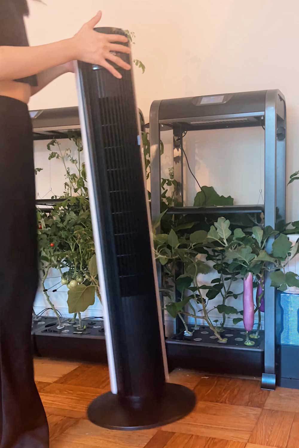 adding-fan-to-pollinate-indoor-plants