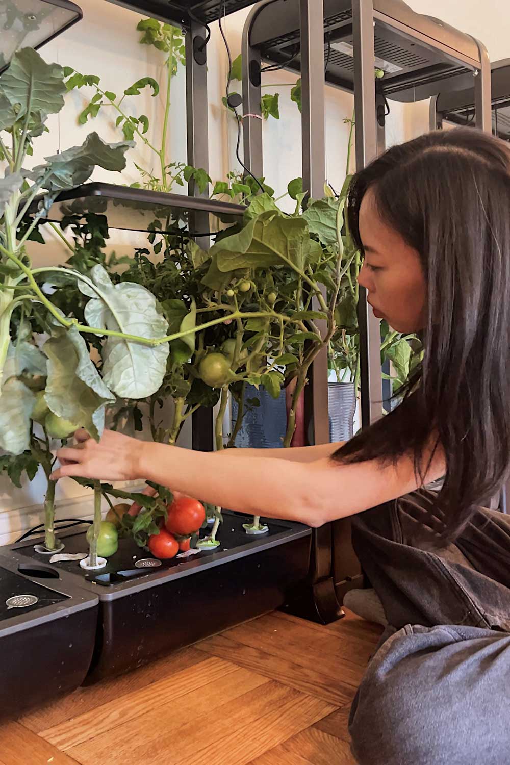 adding-trellis-to-indoor-tomatoes-for-support