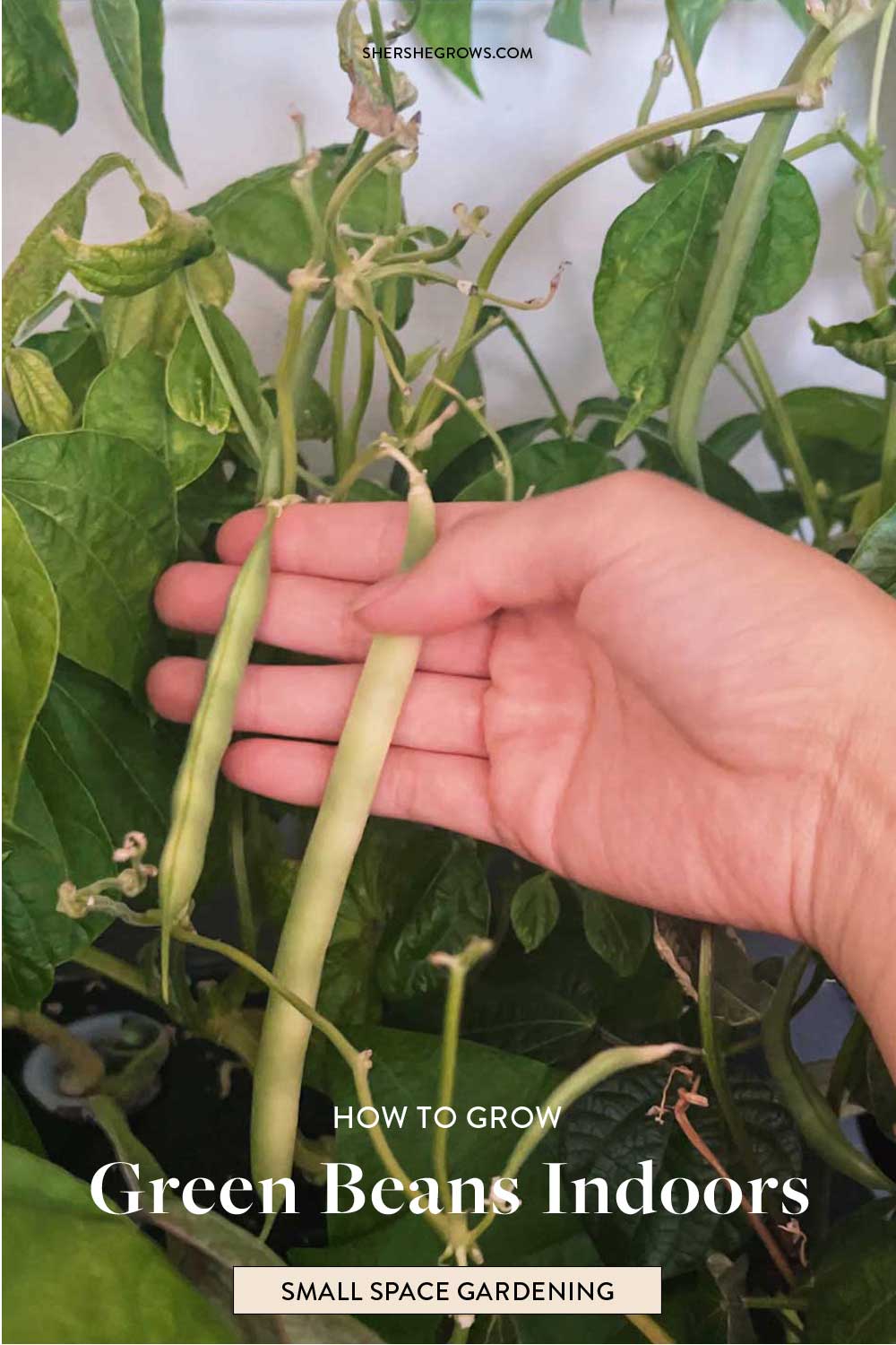 aerogarden-bush-beans-indoor-gardening-tips