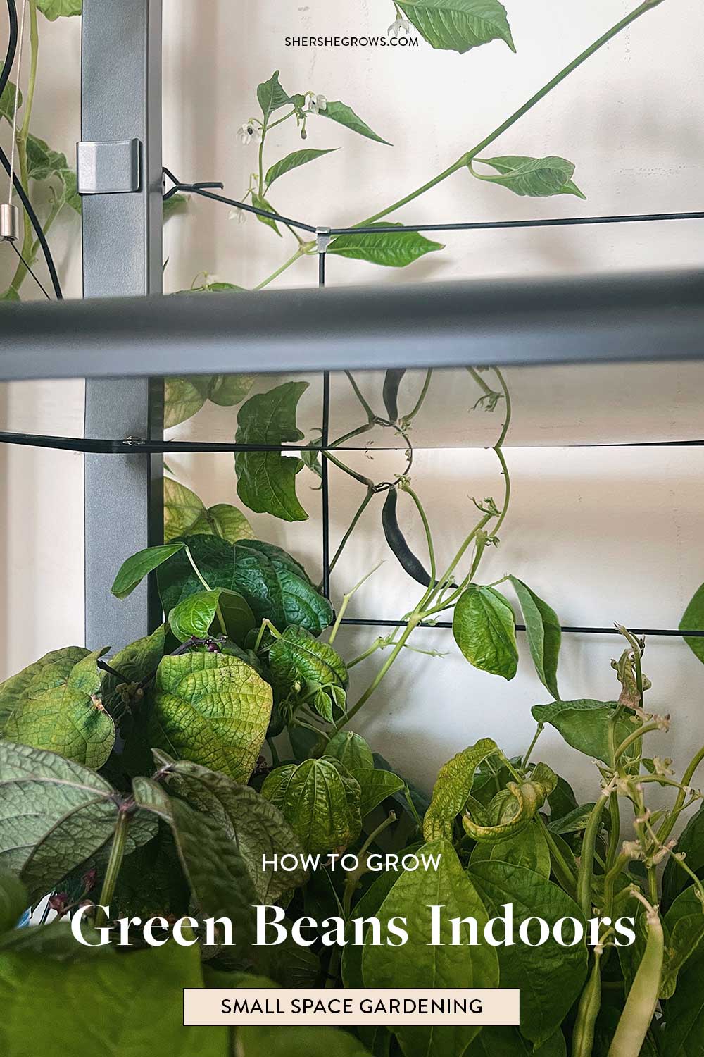 aerogarden-experiment-growing-green-beans-inside-apartment