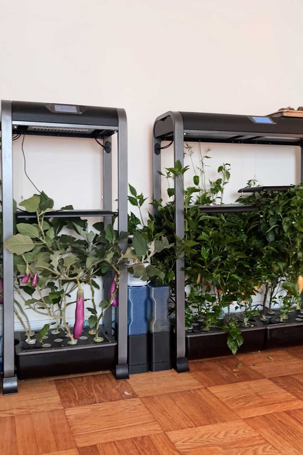 aerogarden-farm-growing-asian-eggplants-and-hot-peppers