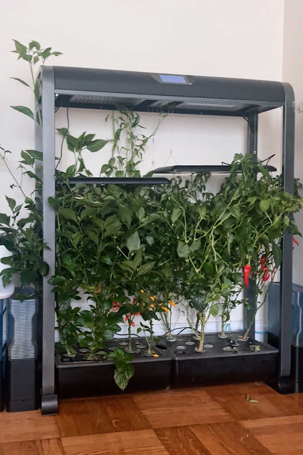 aerogarden-farm-indoor-hydroponic-system-filled-with-different-types-of-hot-peppers-and-sweet-peppers