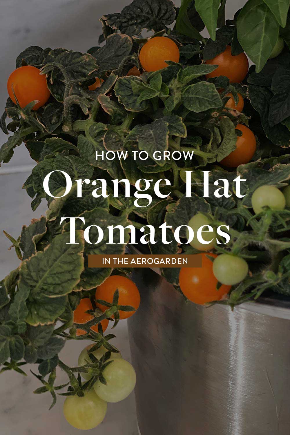 aerogarden-orange-hat-cherry-tomato-tips