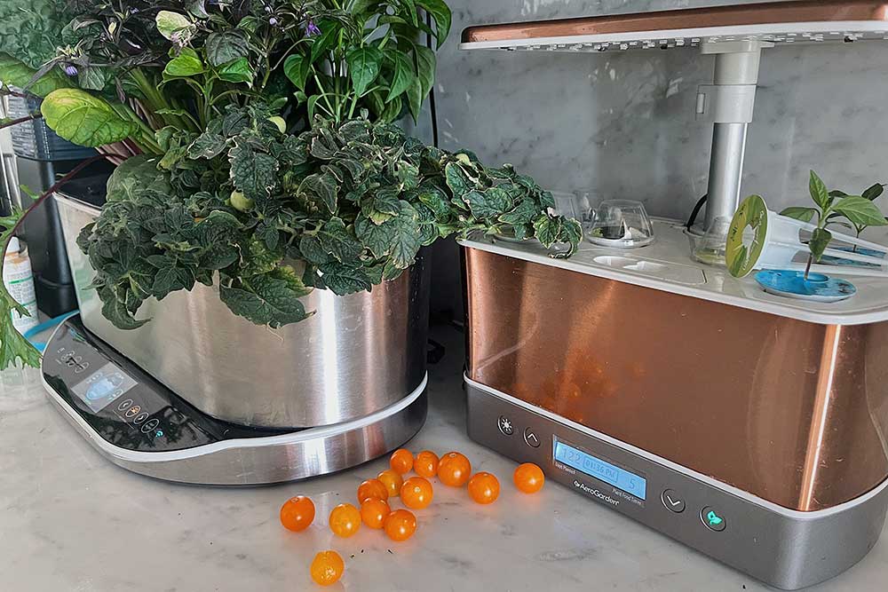 aerogarden-orange-hat-tomatoes