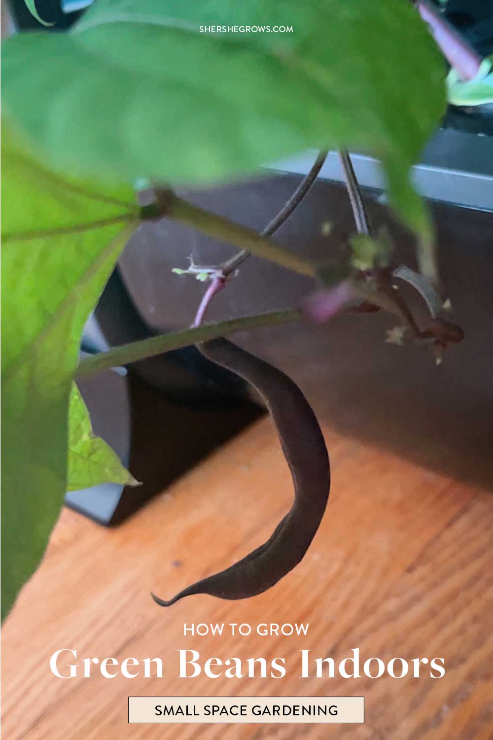 aerogarden-purple-beans-indoor-gardening-tips