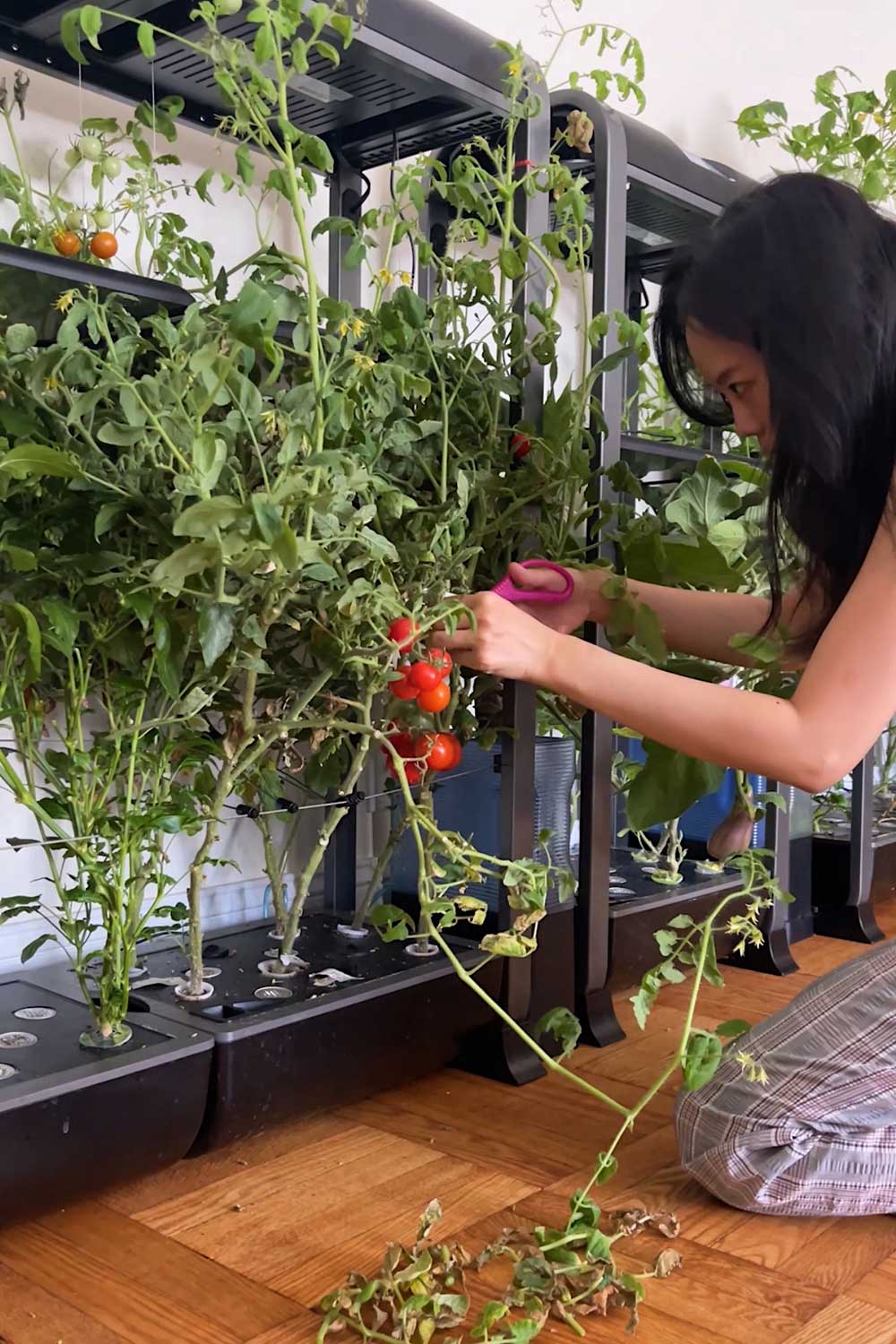 aerogarden-tomato-transplant-outdoors-to-soil