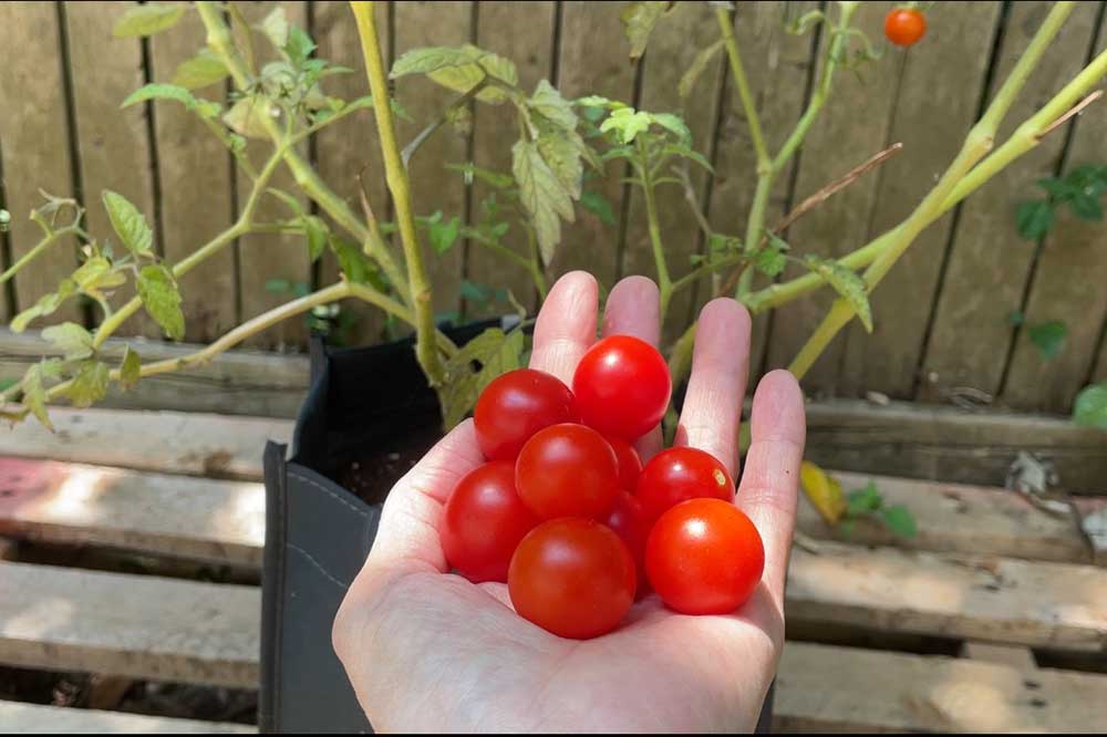 aerogarden-tomatoes-transplanted-to-soil