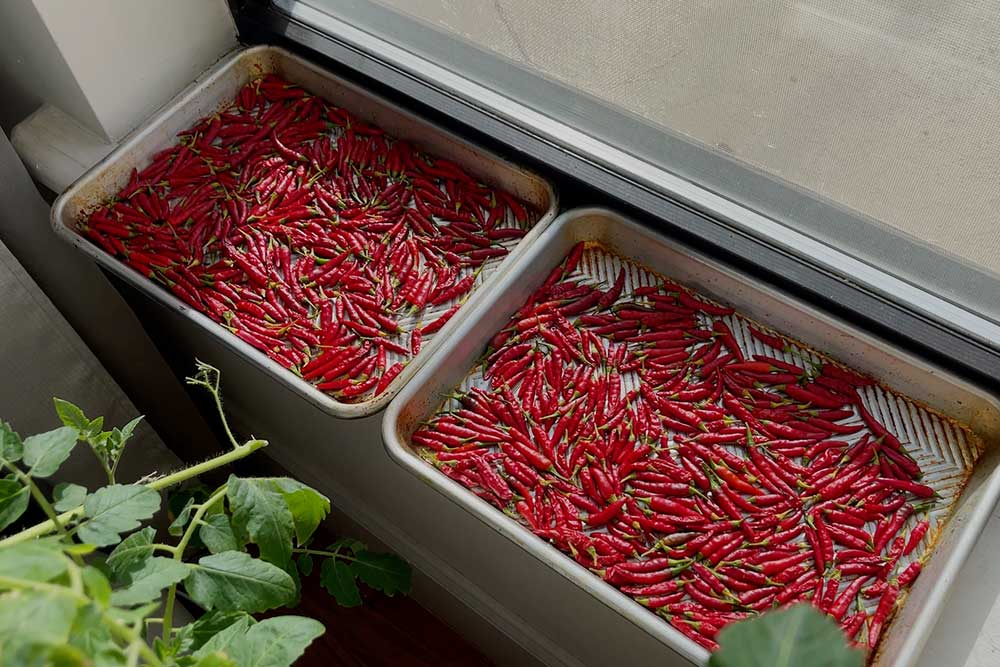 air-drying-thai-chilies-for-prik-bon