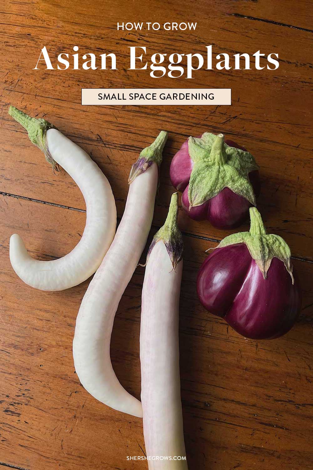asian-eggplant-grow-guide