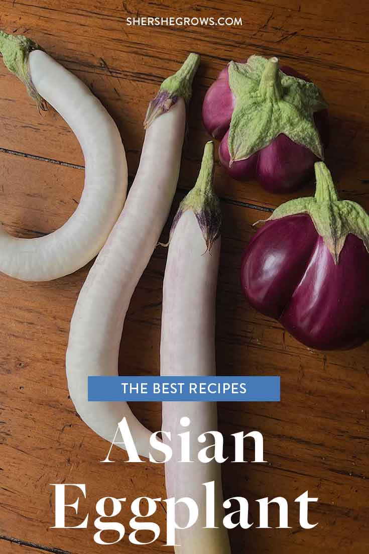 asian-eggplant-recipes