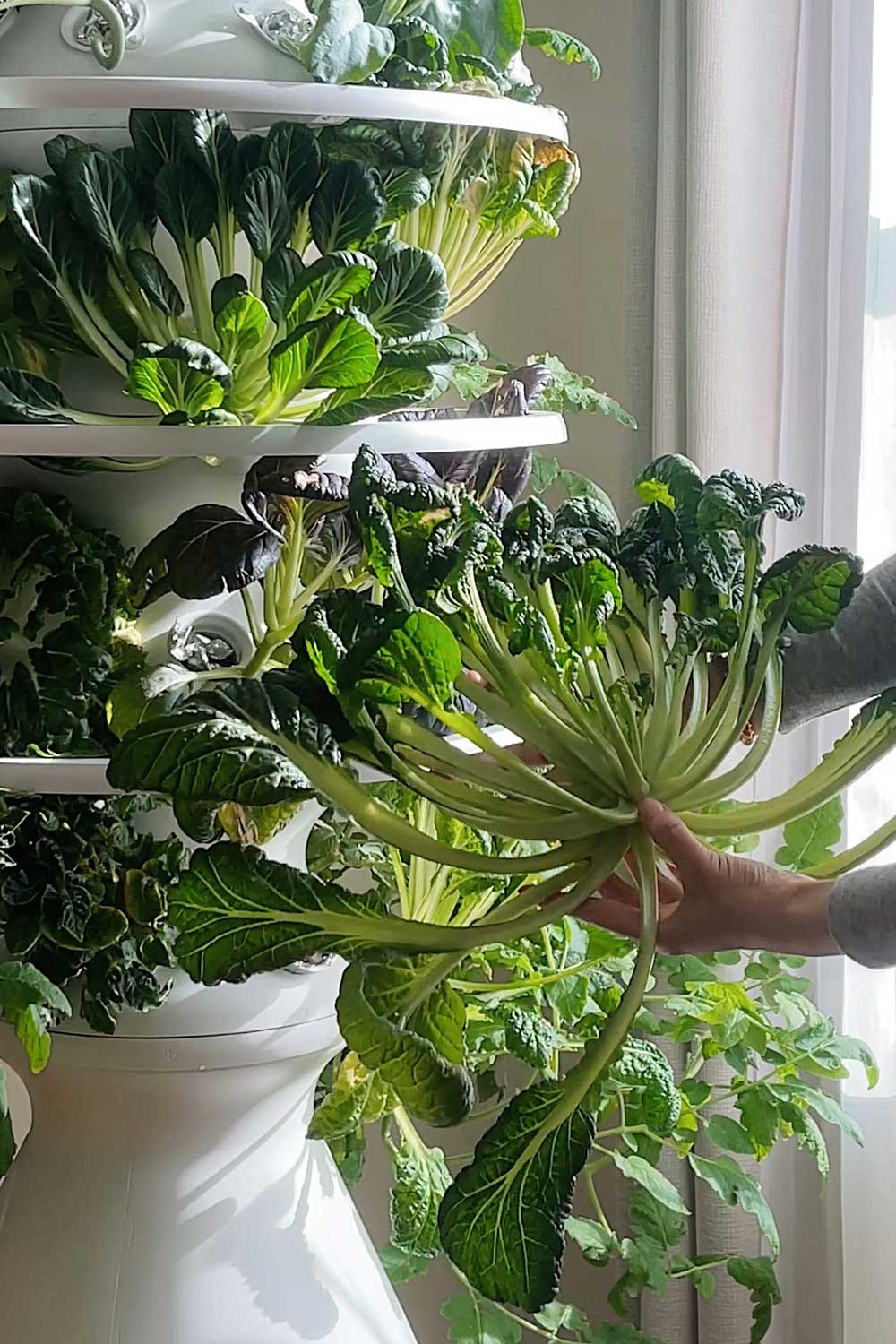 asian-greens-tatsoi-indoor-farmstand-lettuce-grow