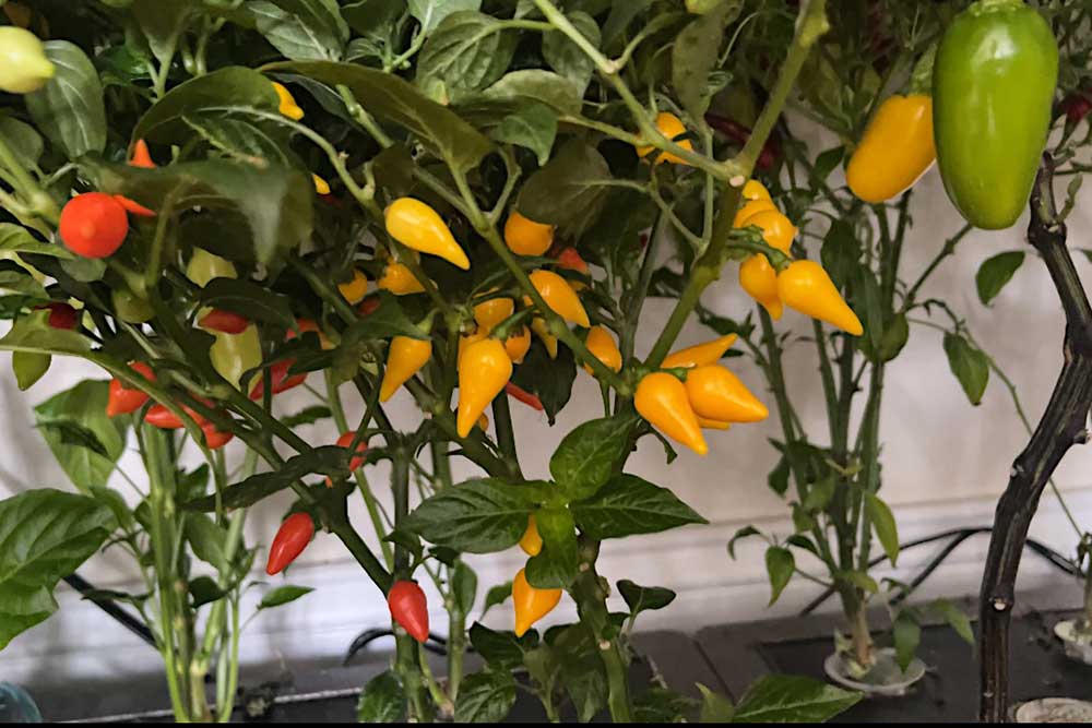 assorted-peppers-grown-indoors-hydroponically-in-aerogarden-farm-indoor-garden