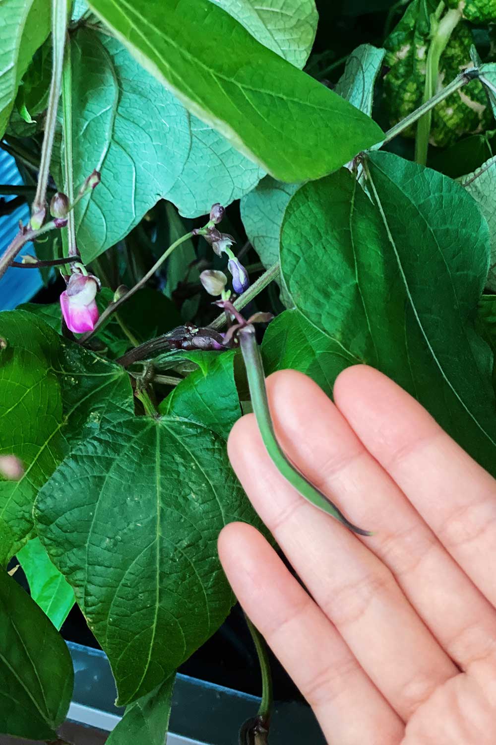 baby-bean-flowers-royal-burgundy-bush-bean