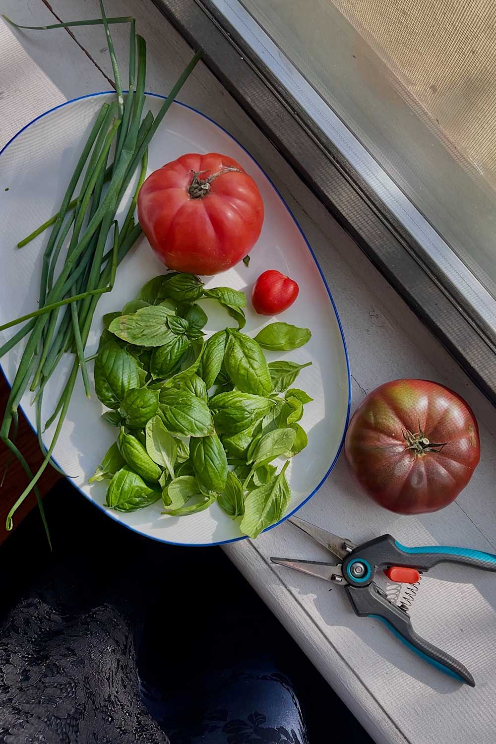 basil and tomato harvested from the indoor garden