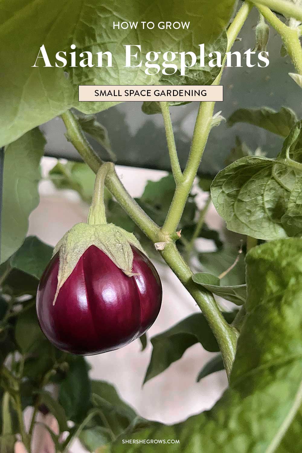 best-asian-eggplant-varieties-for-small-space-gardening