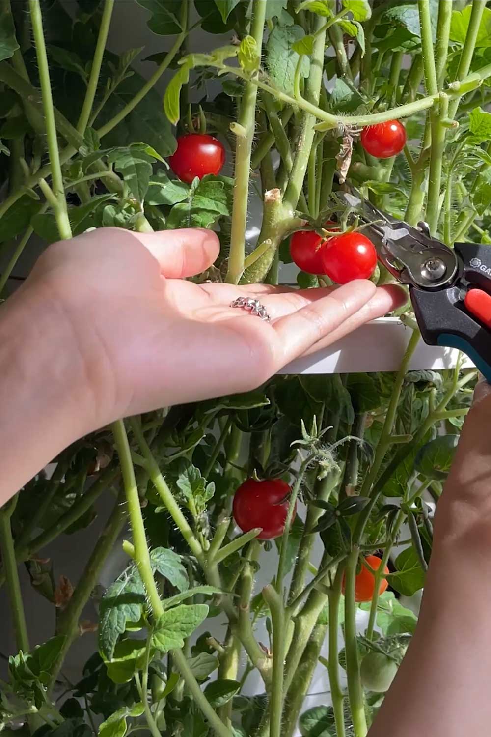 best cherry tomato seeds to grow indoors hydroponic garden tower