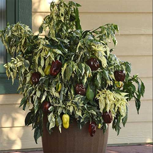 best-ornamental-peppers-candy-cane-pepper