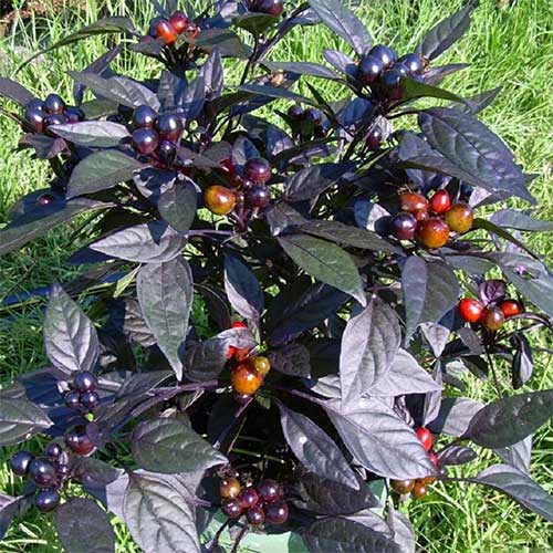best-pepper-plants-for-containers-black-pearl
