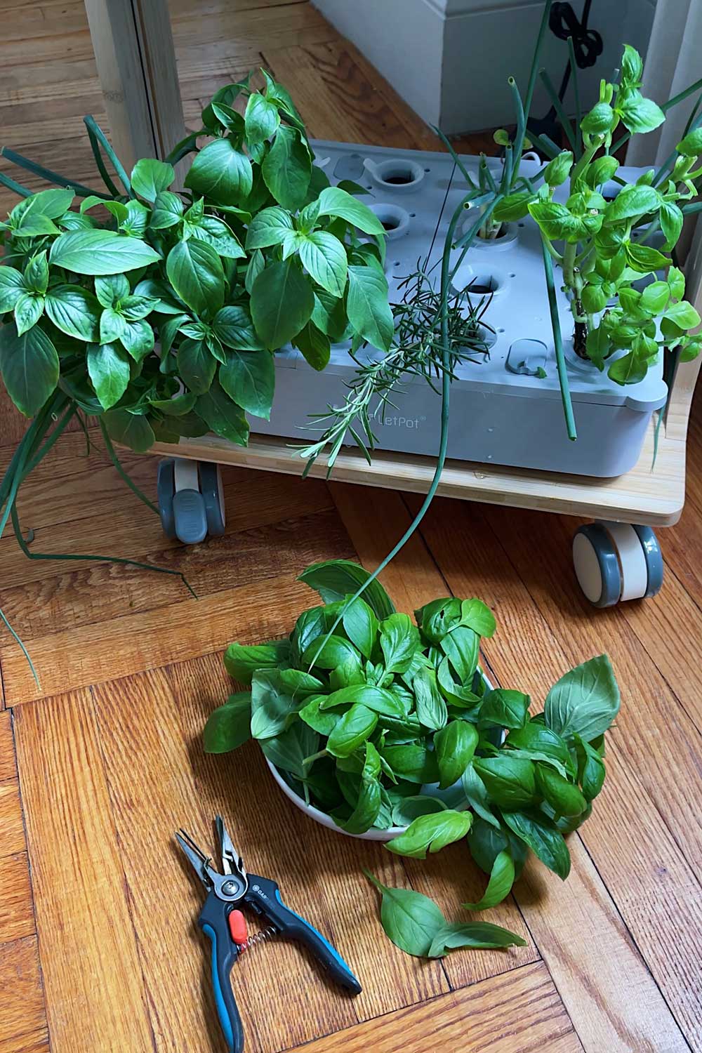 best seeds for hydroponic herb garden