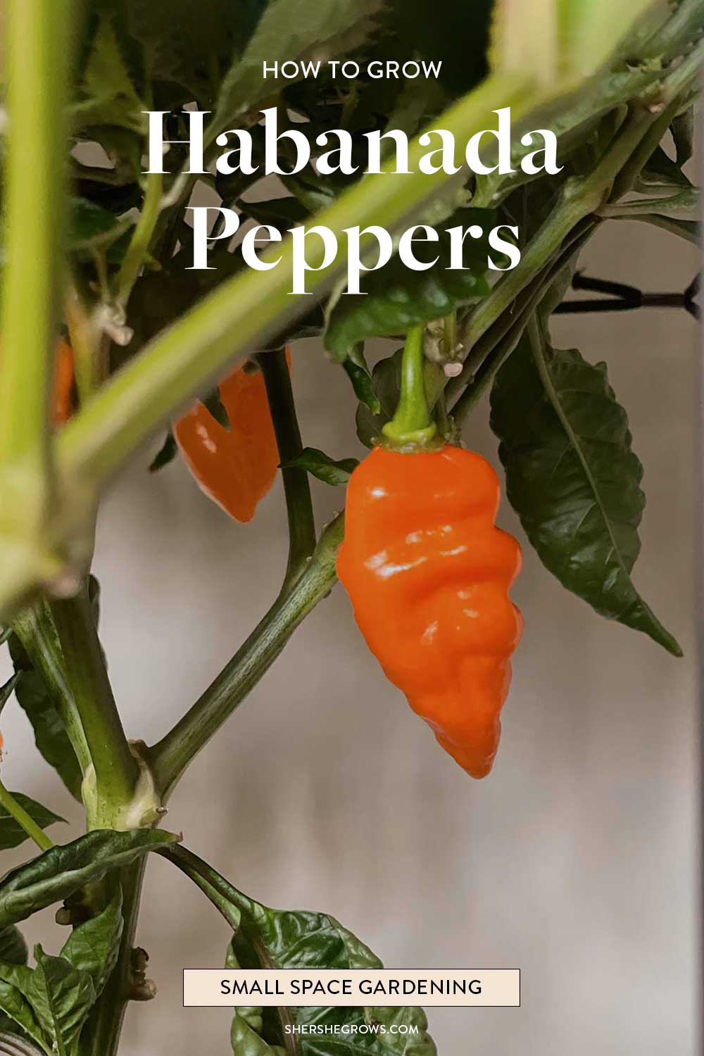 best-sweet-peppers-to-grow-indoors-habanada