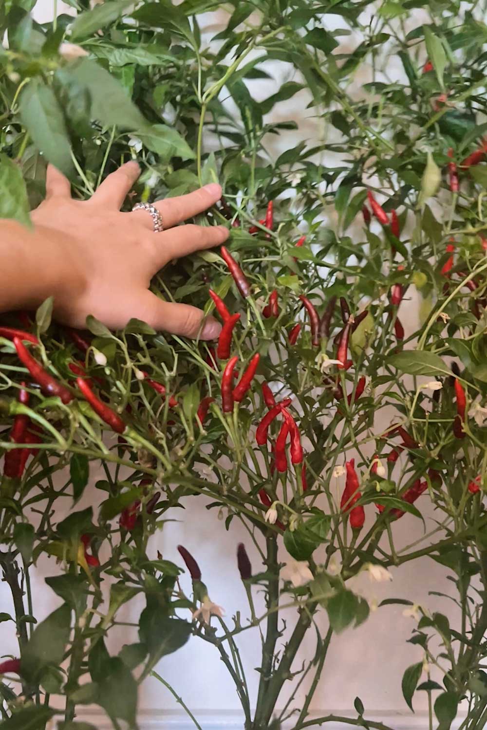 birds-eye-chilis-thai-hot-peppers