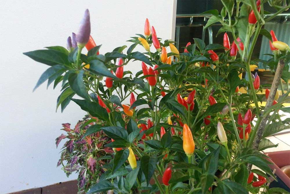 bolivian-rainbow-ornamental-pepper-plant