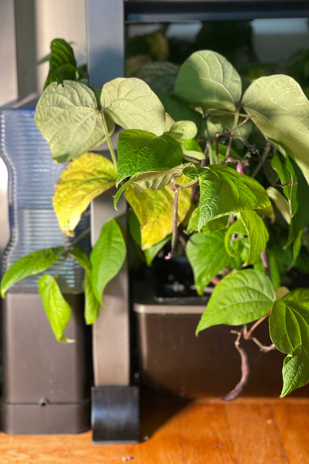 bush-bean-leaves-turning-yellow-from-over-fertilizing-too-much-nitrogen