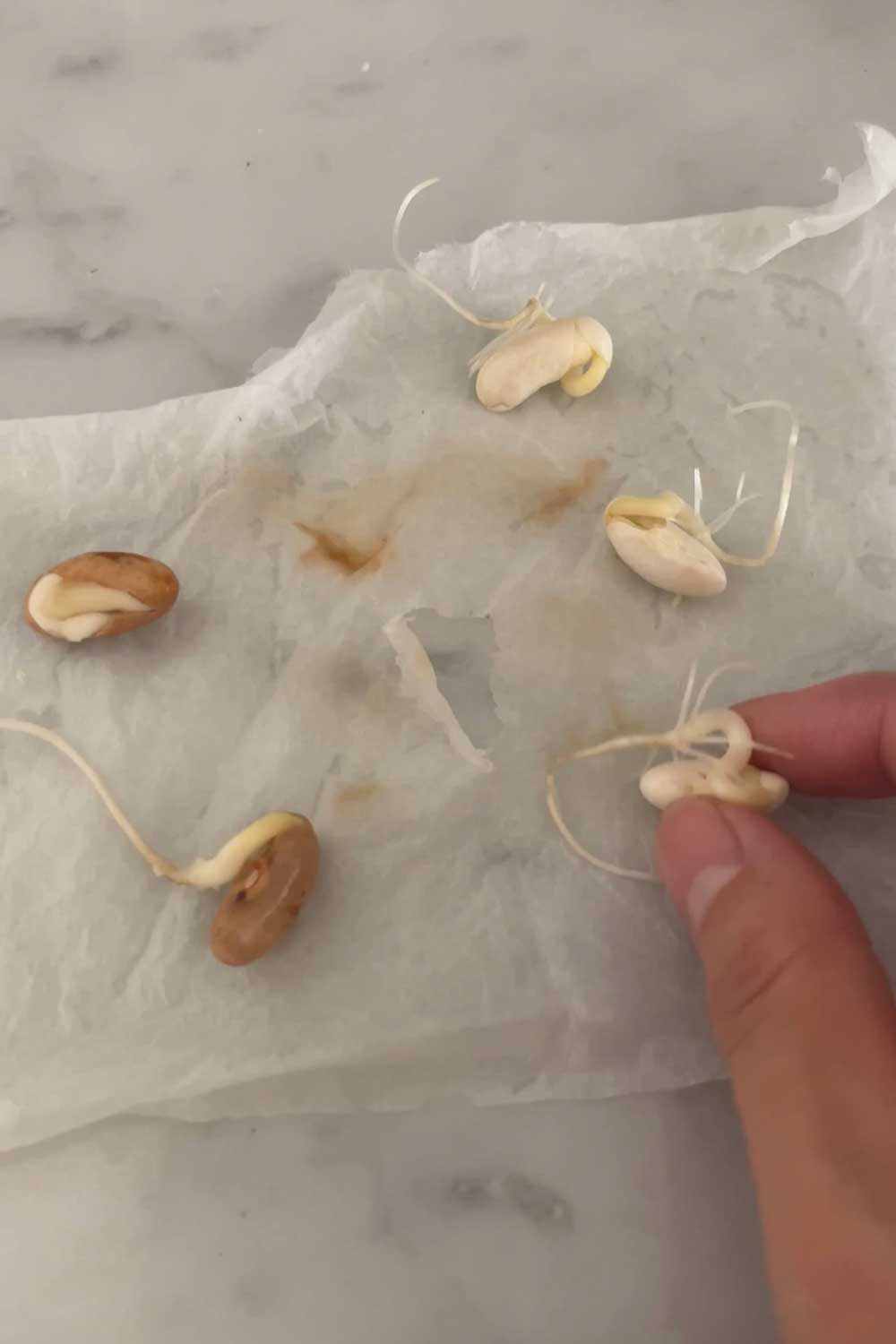 bush-bean-seeds-sprouted-using-paper-towel-method
