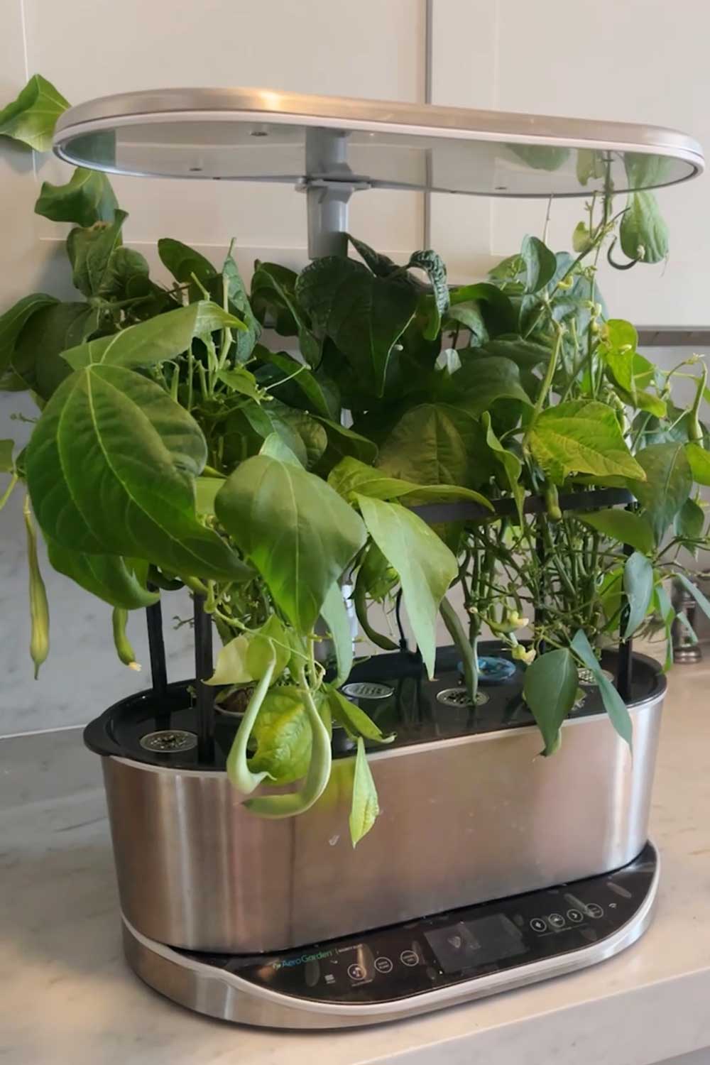 bush-beans-grown-indoors-aerogarden-bounty