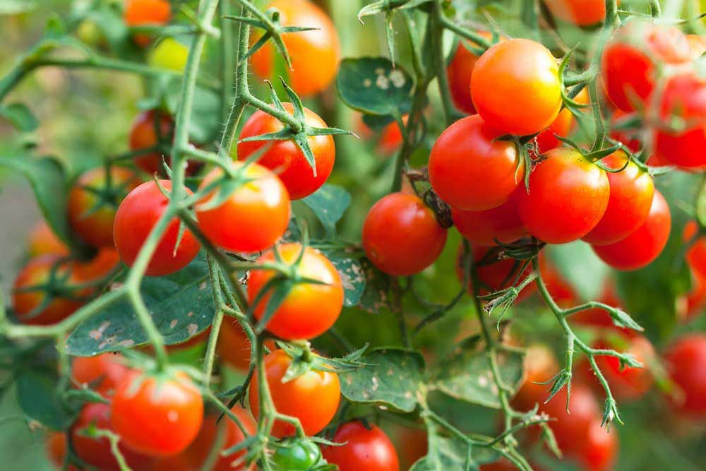 bush-early-girl-cherry-tomato