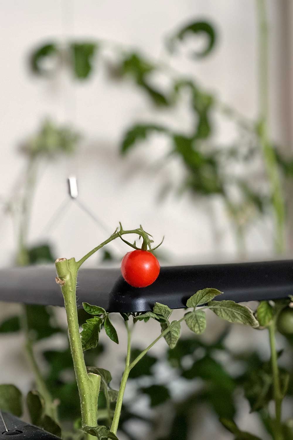 cherry-tomatoes-grown-indoors-hydroponic-growing-system