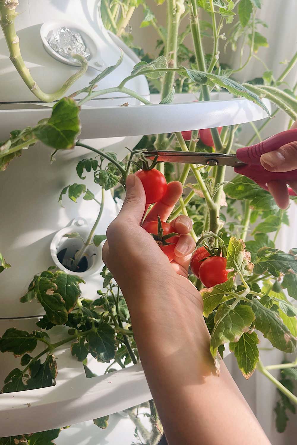 cherry-tomatoes-grown-indoors-lettuce-grow-farmstand