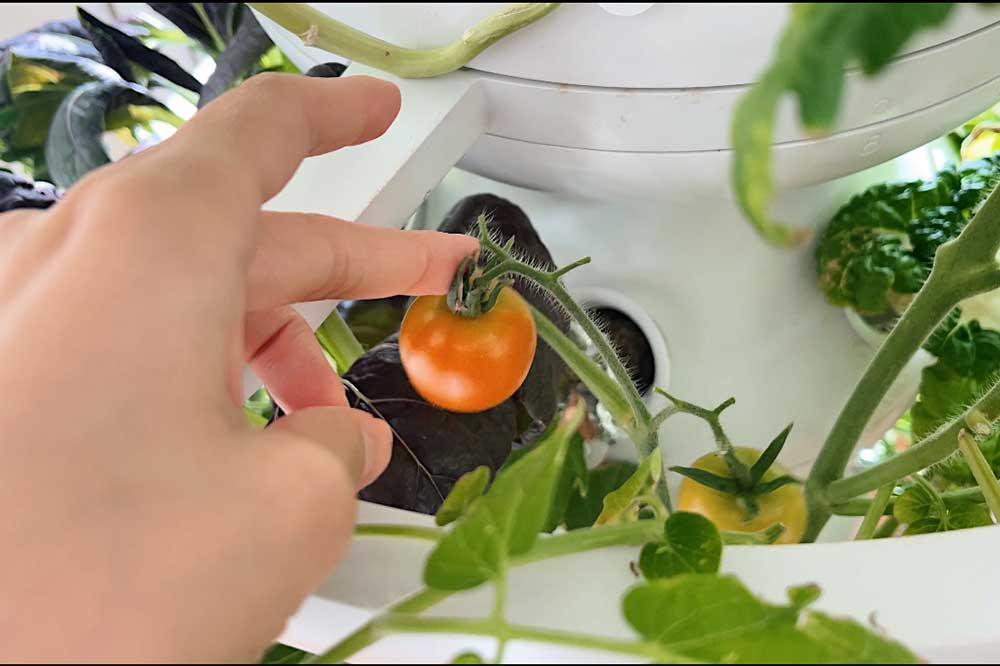 cherry-tomatoes-in-my-indoor-farmstand-lettuce-grow