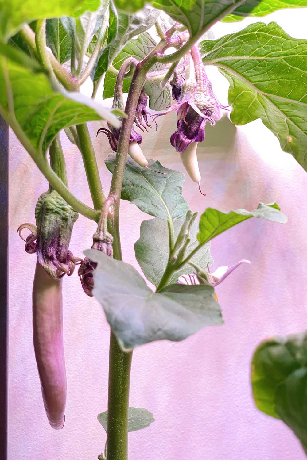 chinese-eggplant-grow-guide