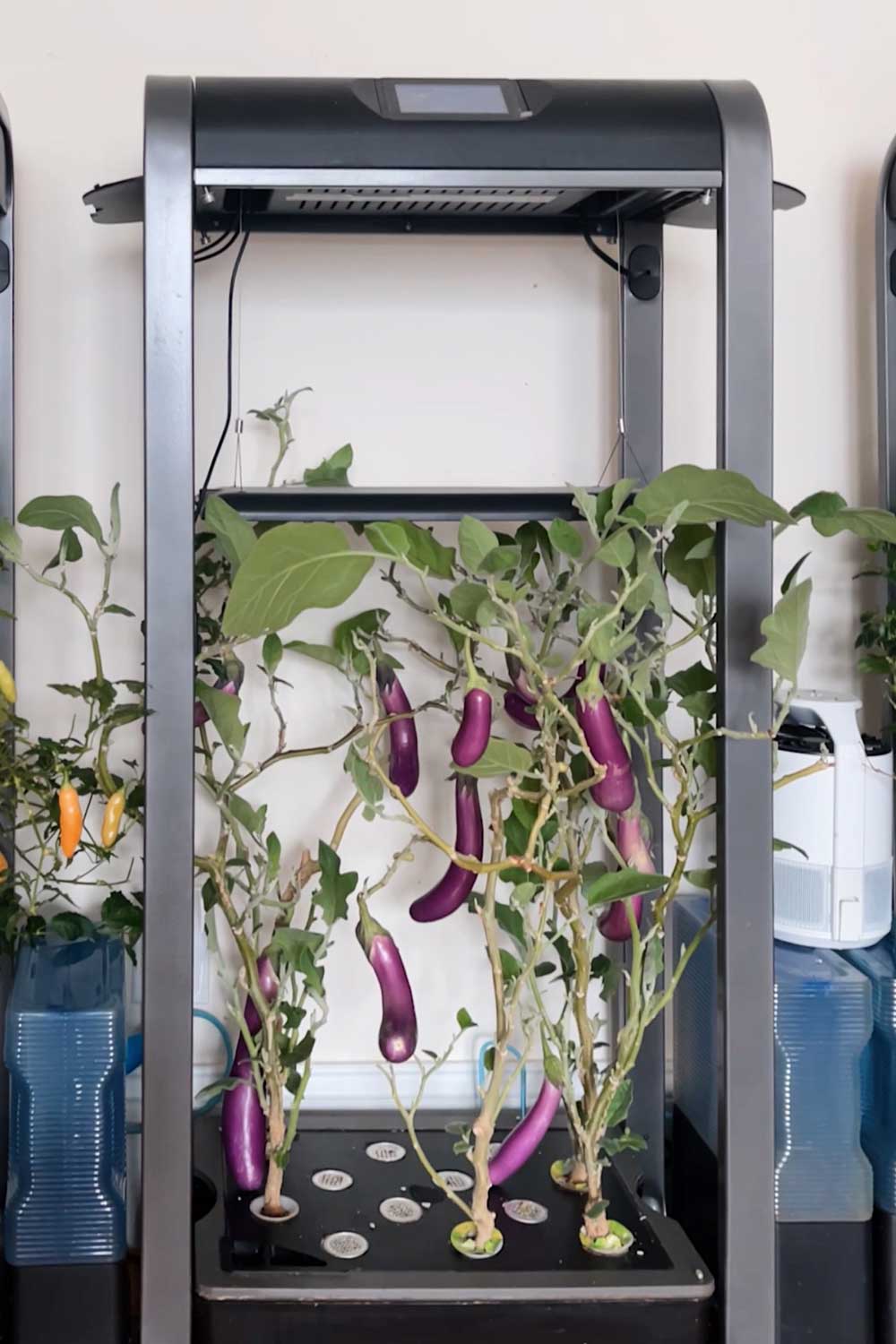 chinese-eggplant-indoor-vegetable-garden-aerogarden-farm