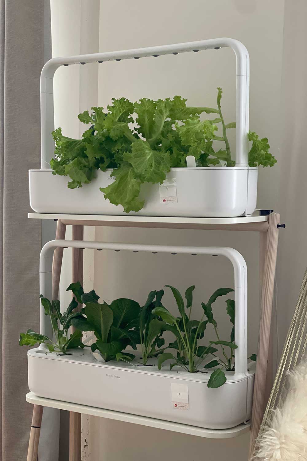 click-and-grow-green-lettuce-and-salad-greens