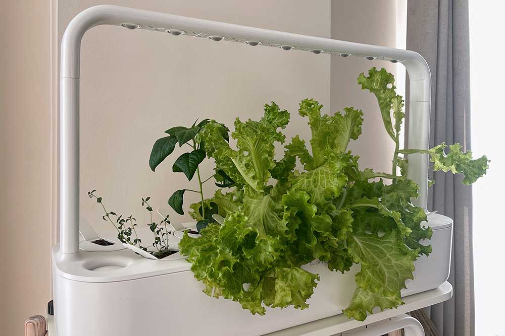 click-and-grow-lettuce