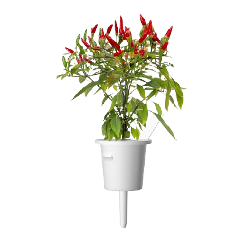 click-and-grow-pepper-plant-pods