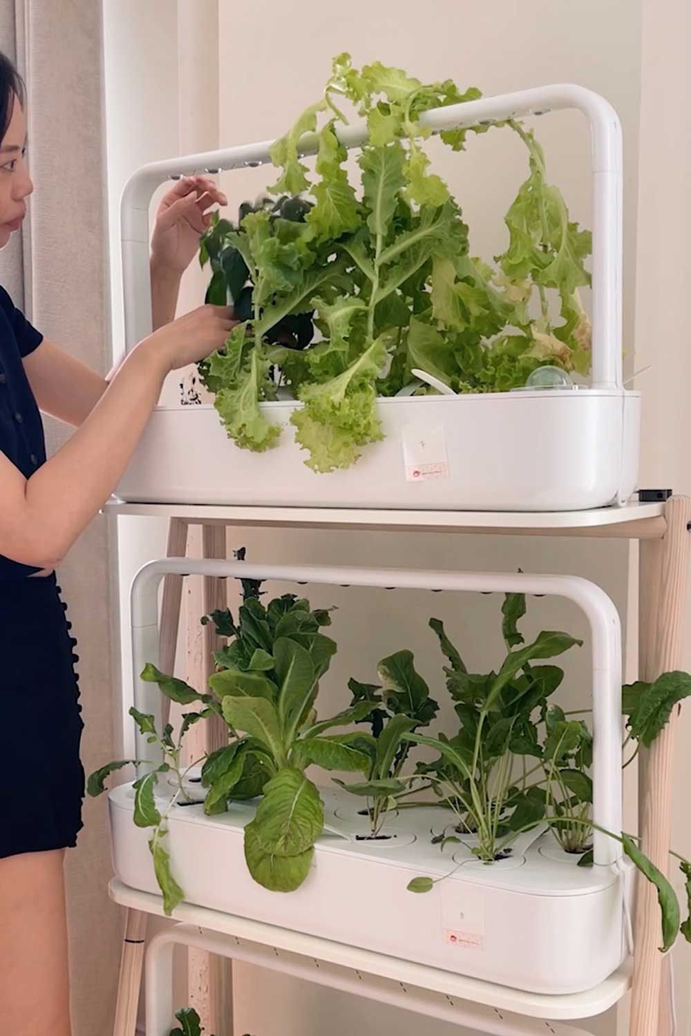 click-and-grow-smart-garden-9-green-lettuce