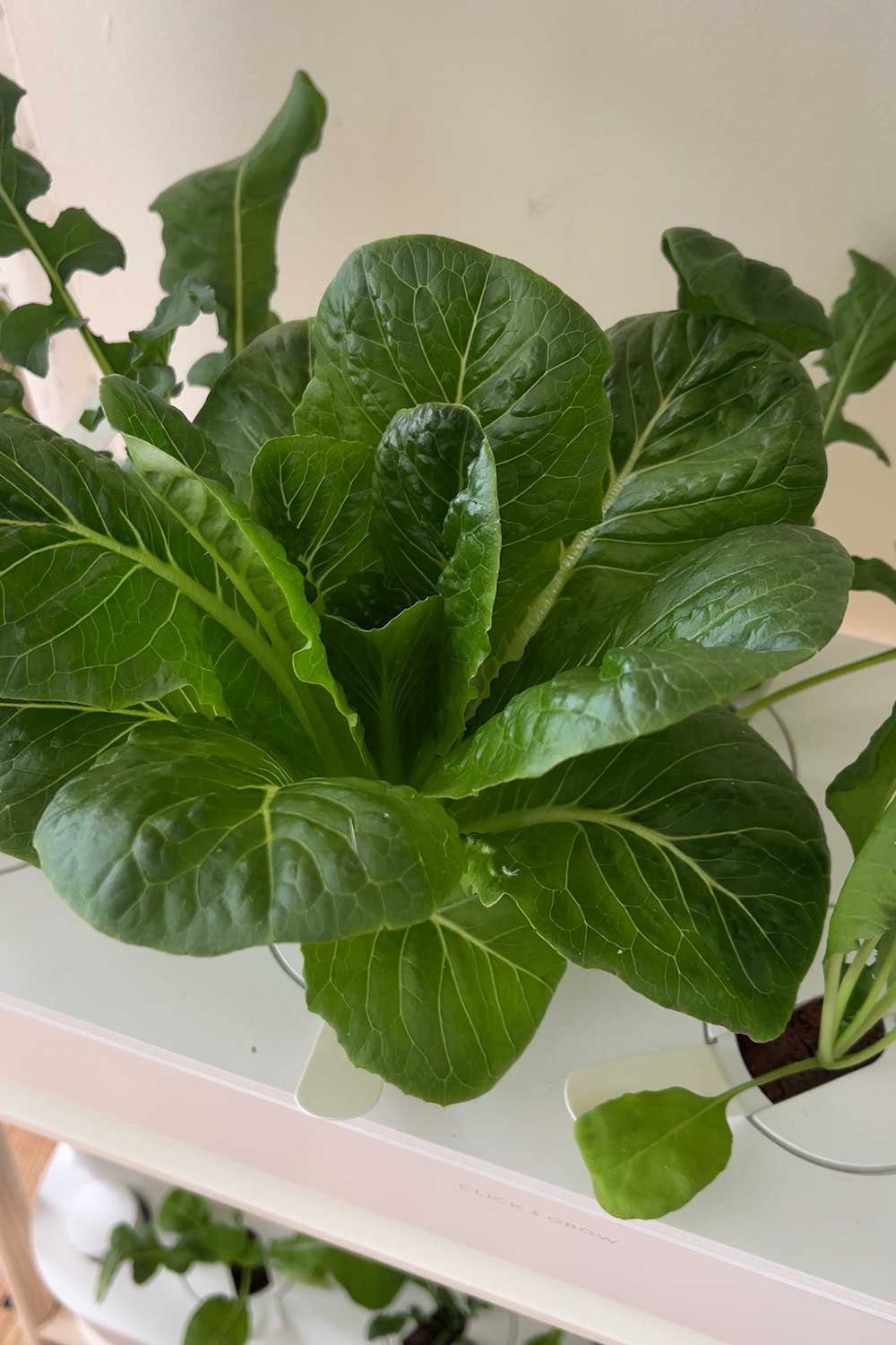 click & grow romaine lettuce grown in smart garden 27
