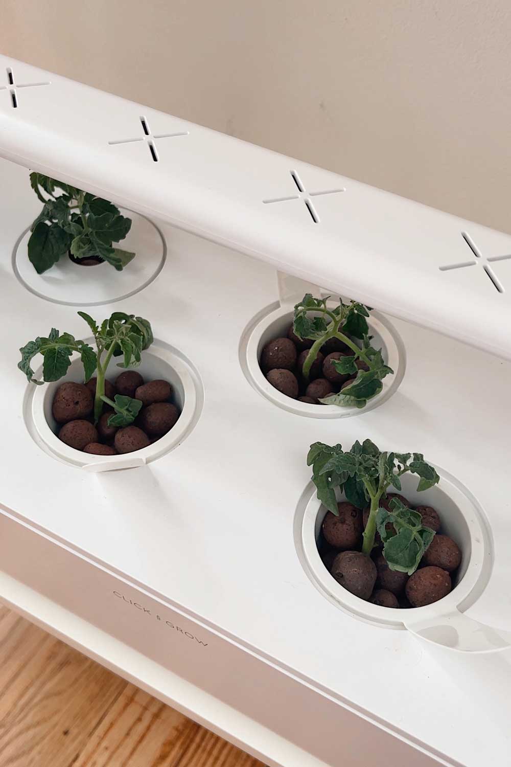 click-and-grow-smart-soil-alternative-hydroponic-clay-pebbles