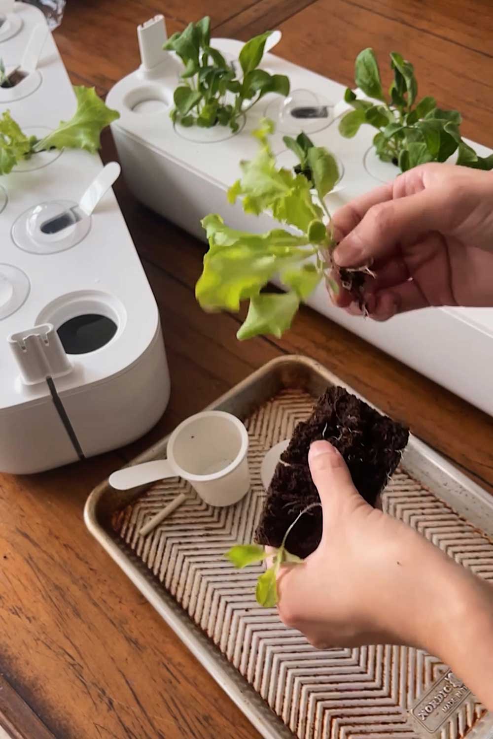 click-and-grow-thin-seedlings
