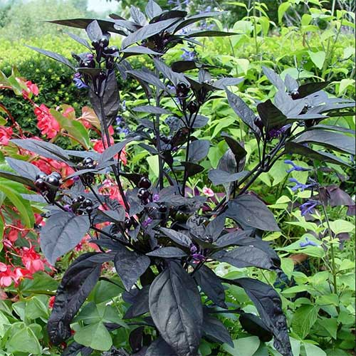 compact-pepper-plants-black-pearl