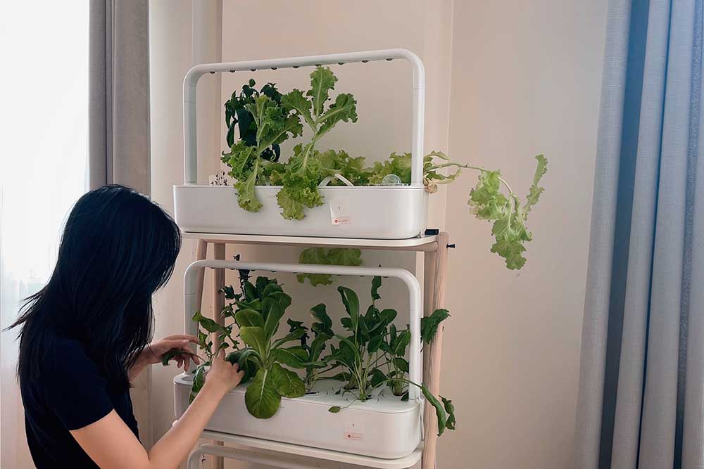 does-indoor-gardening-attract-bugs