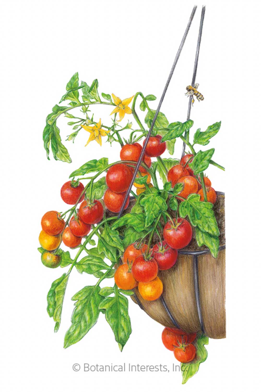 dwarf-cherry-tomatoes-for-small-space-gardening