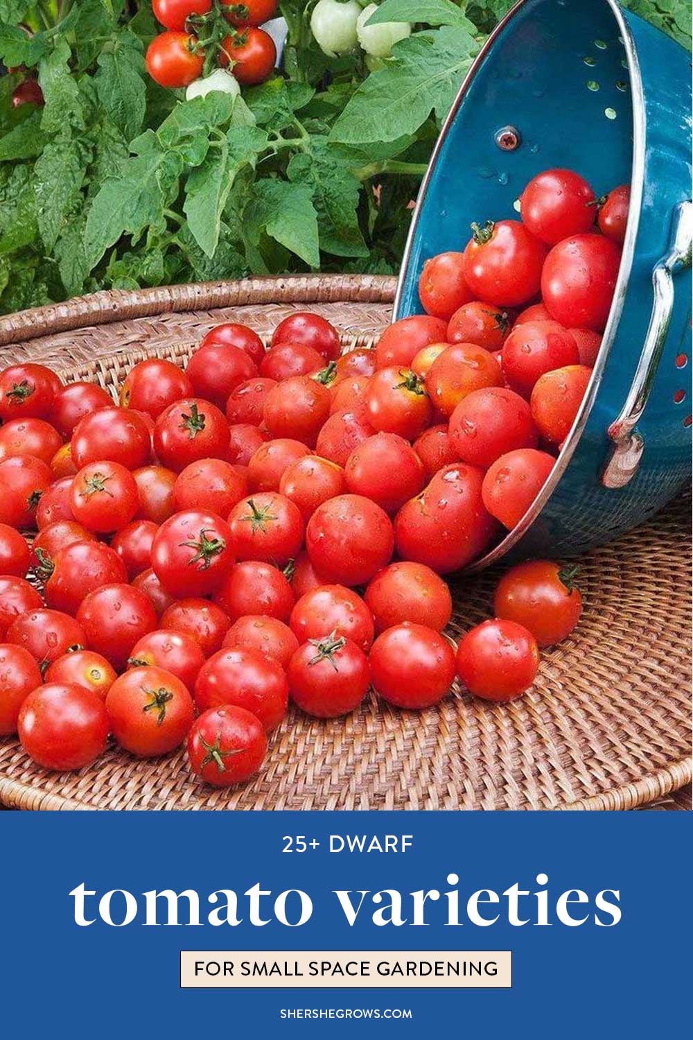 dwarf-tomato-types-to-grow-in-containers