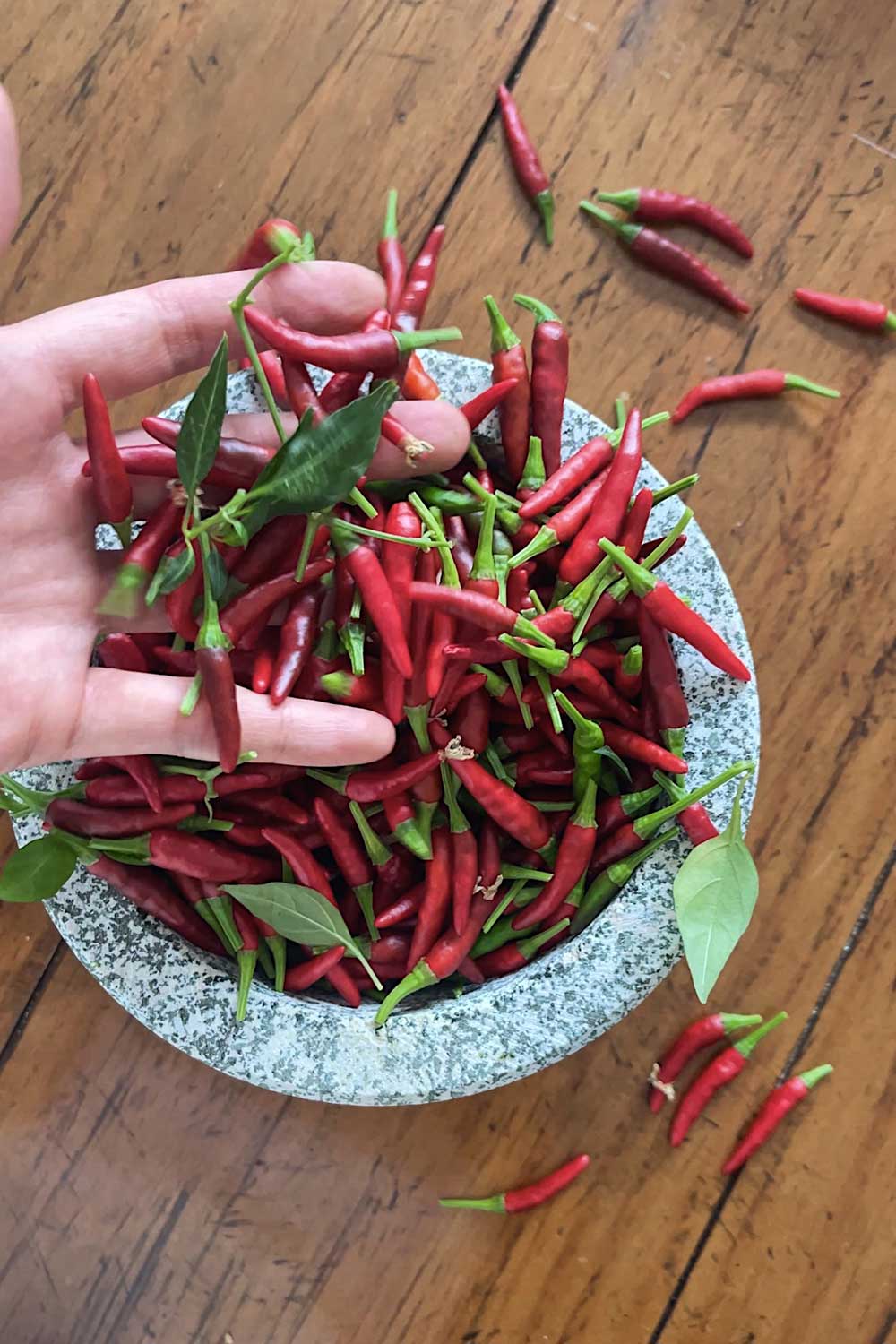 easy-hot-peppers-to-grow-indoors-thai-birds-eye-chilies