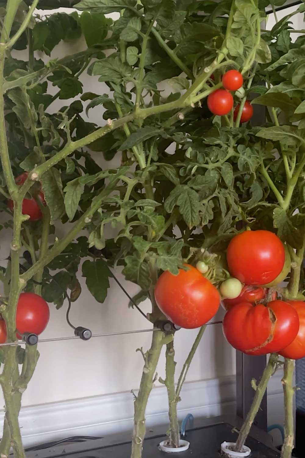 full-size-slicer-tomatoes-grown-indoors-in-hydroponic-garden