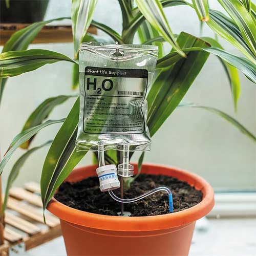 funny-gift-idea-for-plant-lover-plant-IV-drip-self-watering