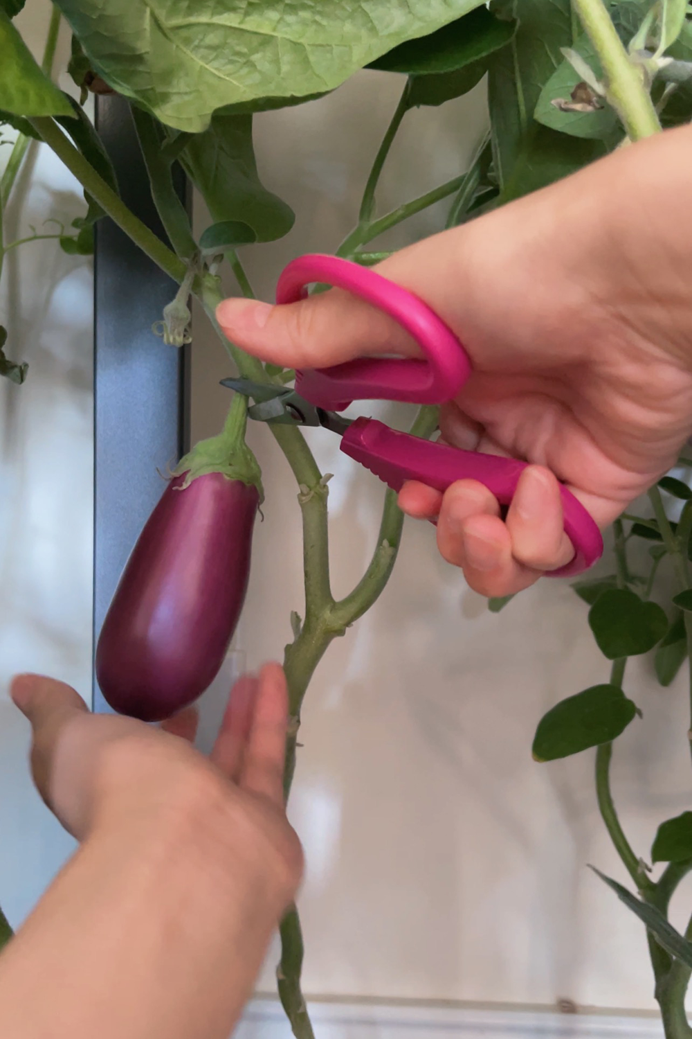 gardening-vs-groceries-is-it-worth-growing-vegetables-indoors-eggplant